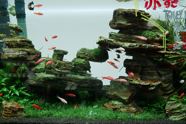 A Beginner’s Guide to Caring for Blue Mystery Snails in Your Freshwater Aquarium With Crabs and Shrimps